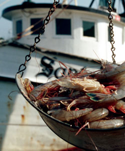 shrimp_boatgbg.jpg